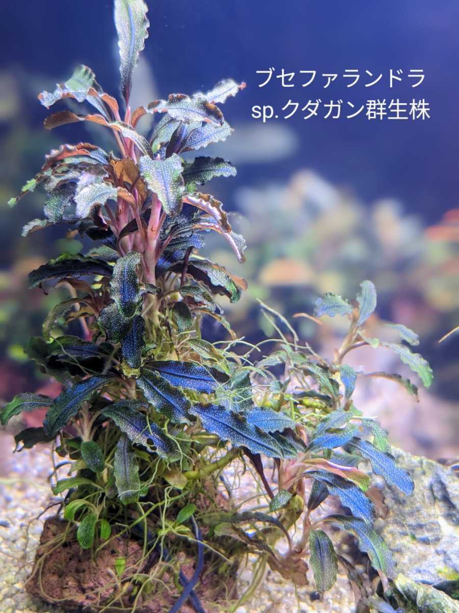 ブセファランドラ クダガン 群生株 - 水草