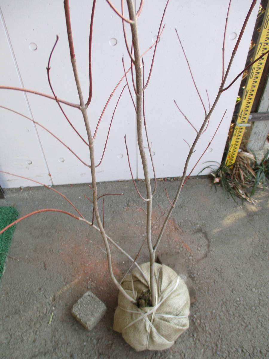  production person direct sale! * euonymus oxyphyllus * height of tree 1.6m stock ..