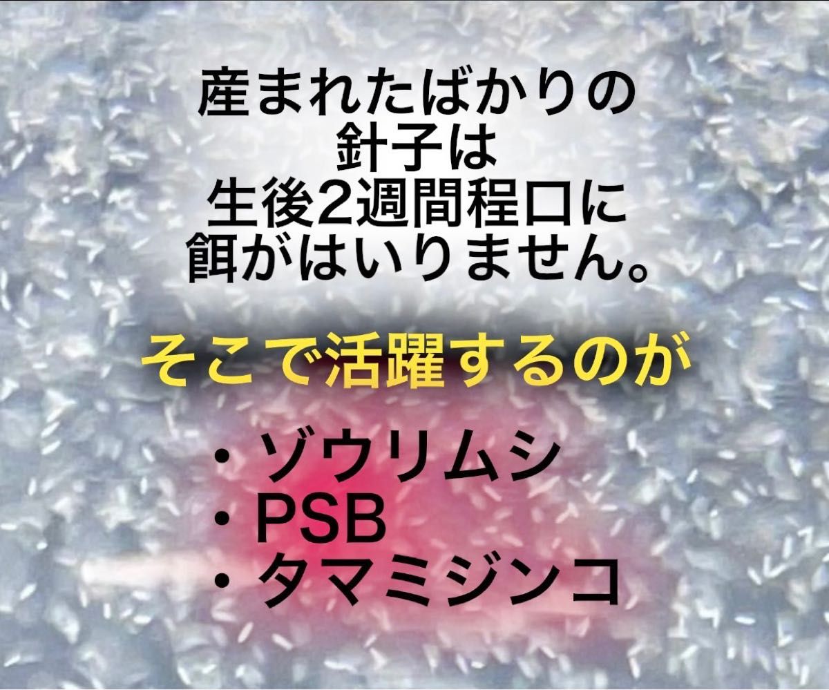 光合成細菌 PSB  ゾウリムシ 種水  エビオス錠   説明書付  エサ  めだか  針子