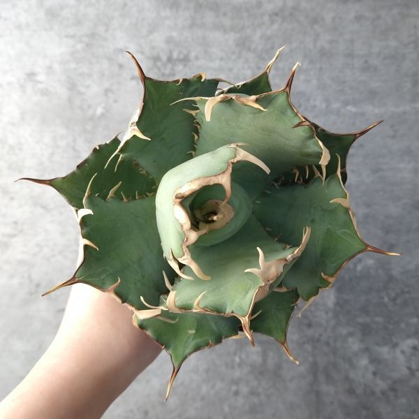 激安通販専門店 アガベ チタノタ イラン ボールタイプ ecousarecycling.com