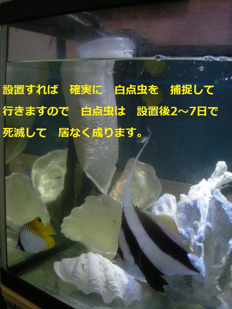 白点虫を 激減させる 白点キャッチャー Sタイプ  海水魚 熱帯魚 金魚 メダカ 1の画像3