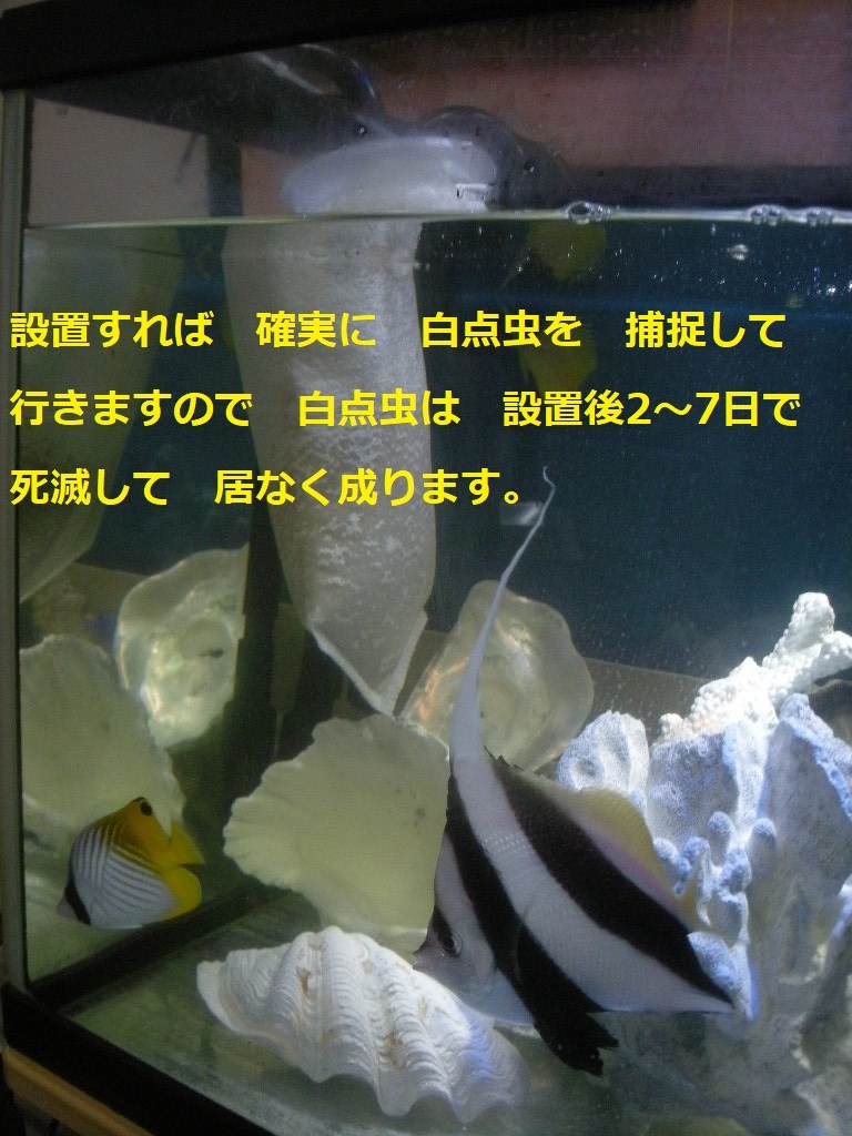 外部式対応　海水魚　サンゴ水槽　白点虫除去対策　白点キャッチャー　Lタイプ　熱帯魚　金魚　メダカ　2_画像5