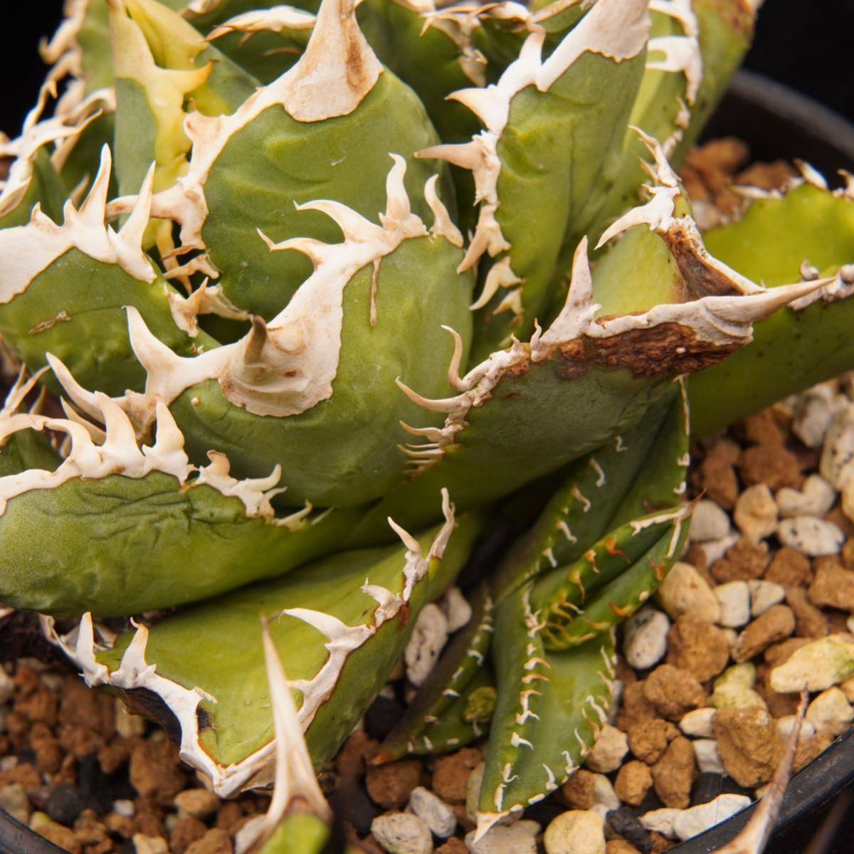楽ギフ_包装】 【AGAVE TITANOTA SM WTC】子株 チタノタ 植物/観葉植物