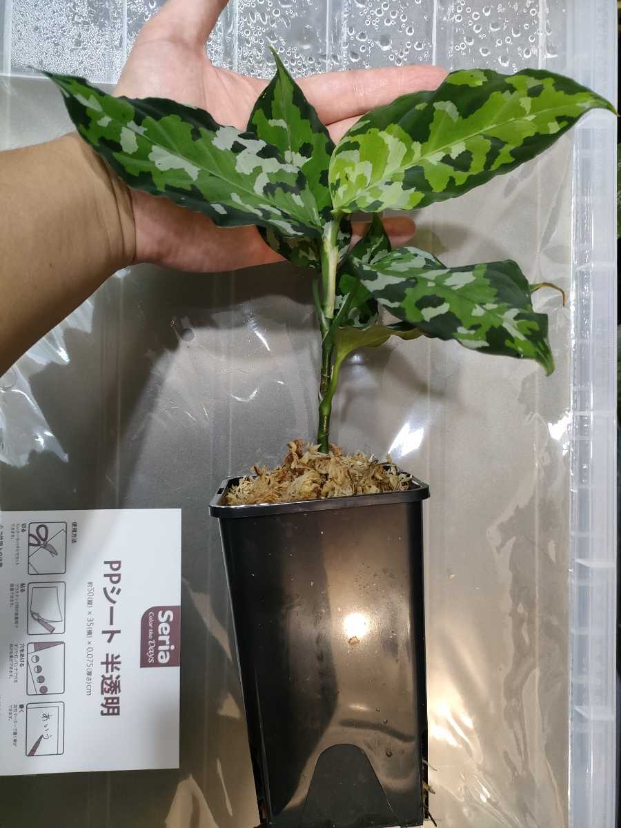 無料 親株size アグラオネマ ピクタム トリカラー asakusa.sub.jp