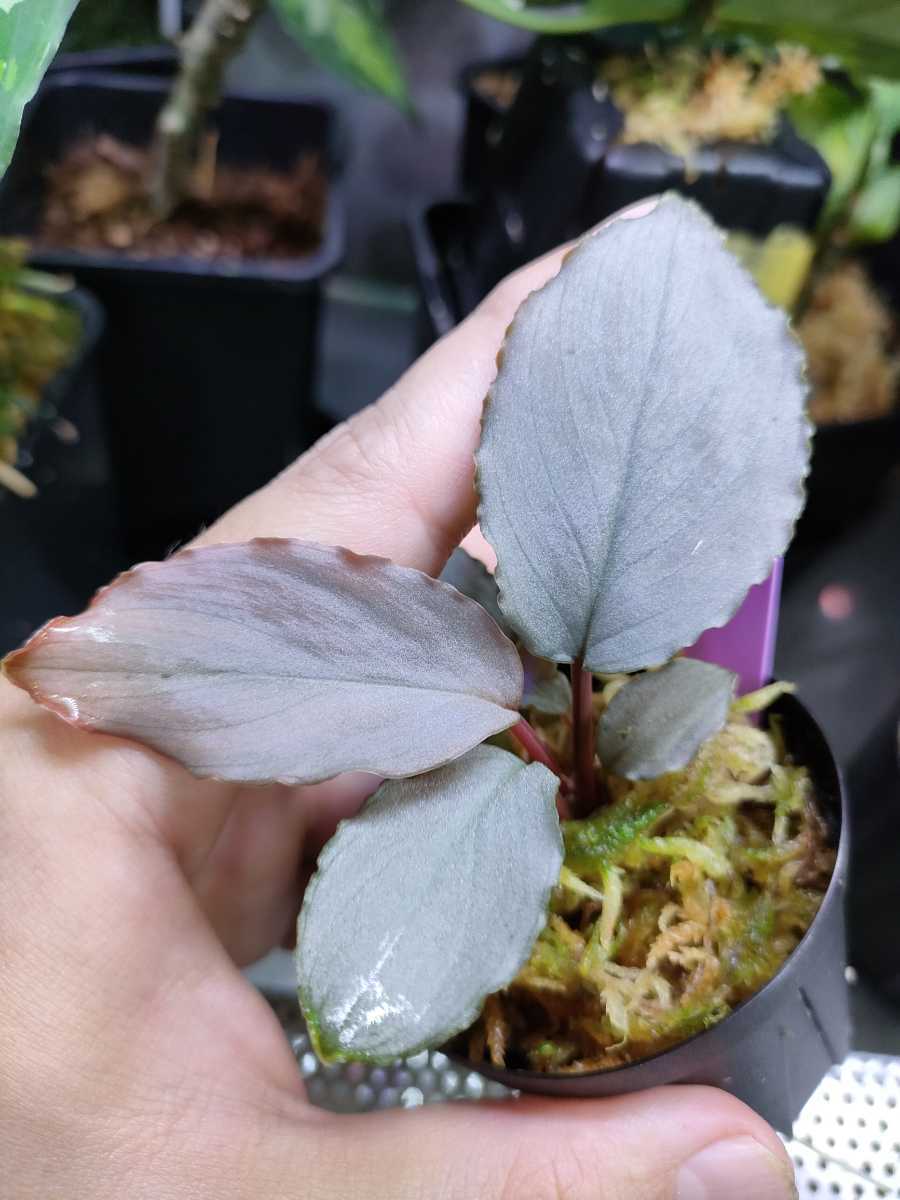 ホマロメナHomalomena sp. Platinum Frillパルダリウム-