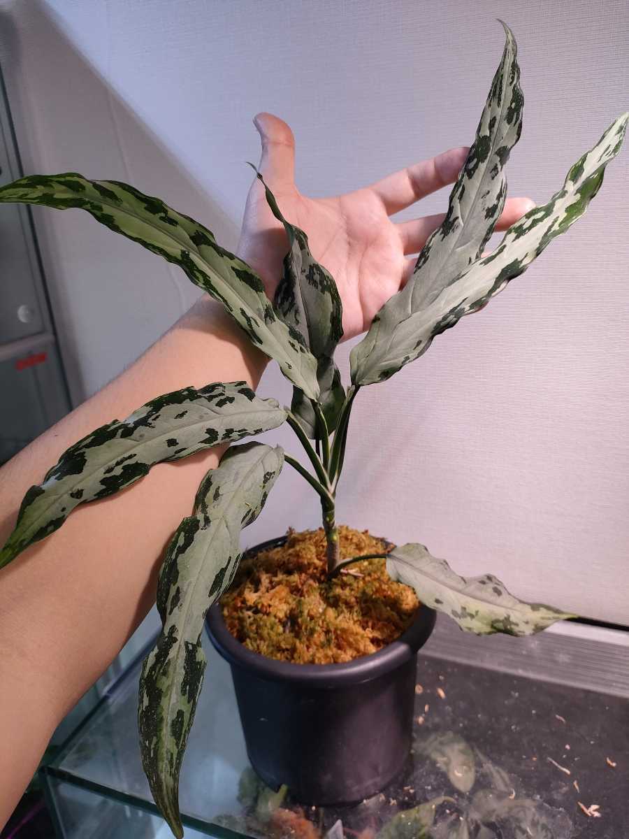 人気激安 親株!!細葉!! アグラオネマ ピクタム Aglaonema Pictum 植物