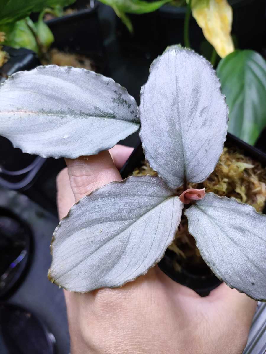 ホマロメナHomalomena sp. Platinum Frillパルダリウム-