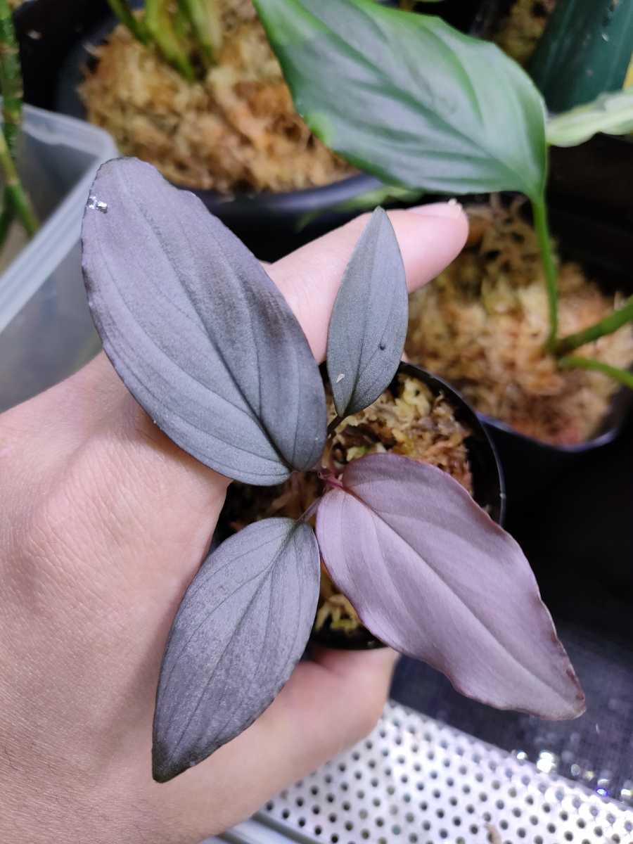 Homalomena sp. Sapphire Velvet ホマロメナ｜植物/観葉植物 www