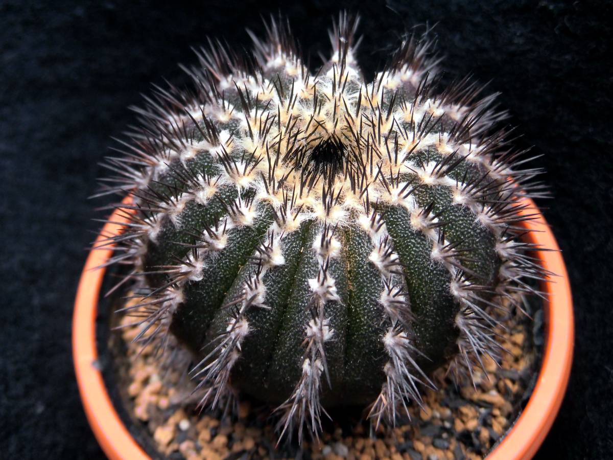 新作人気モデル ユーベルマニア ペクチニフェラ 花・観葉植物 [ザ