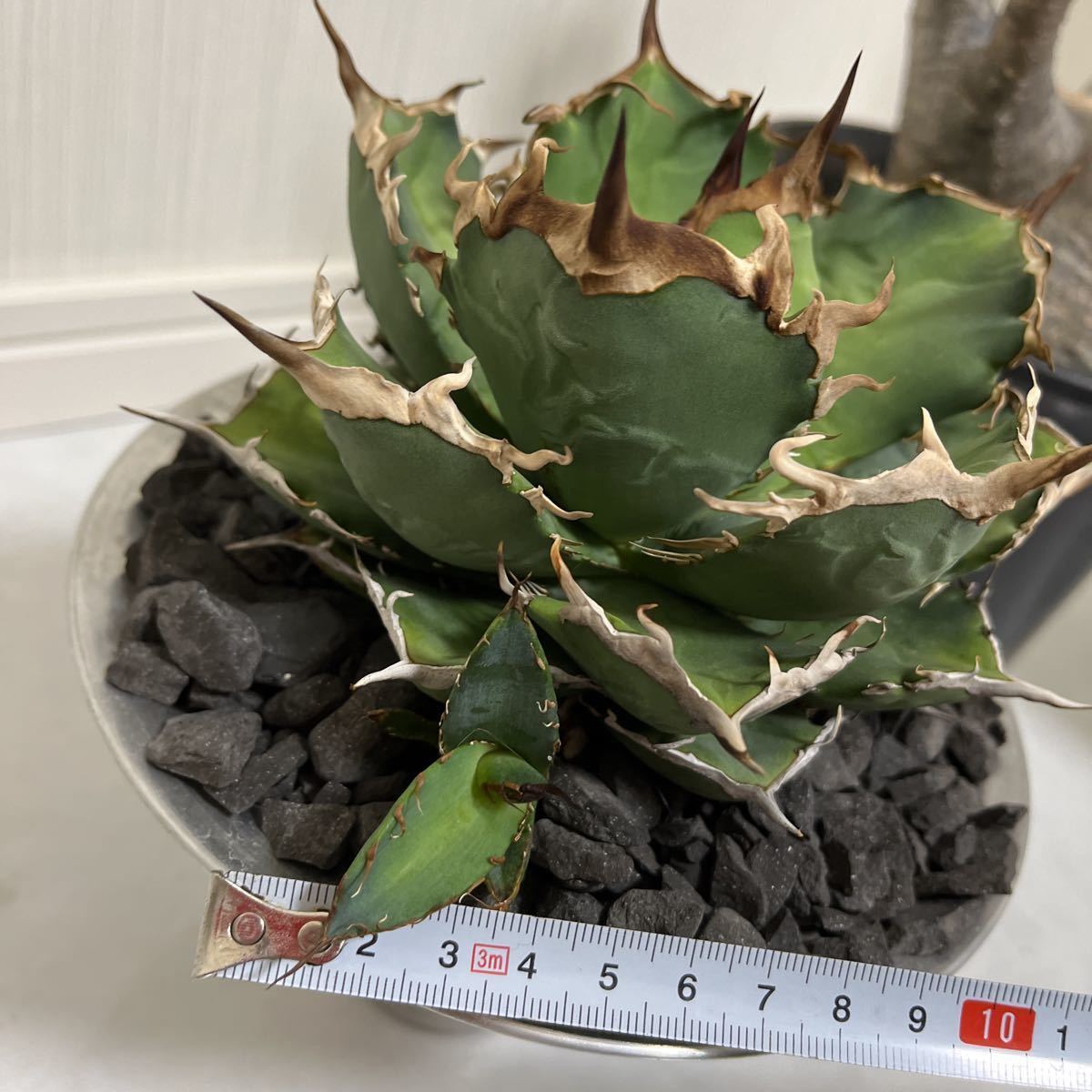 NEW限定品 アガベ EU アガベ ノーネーム ノーネーム agave