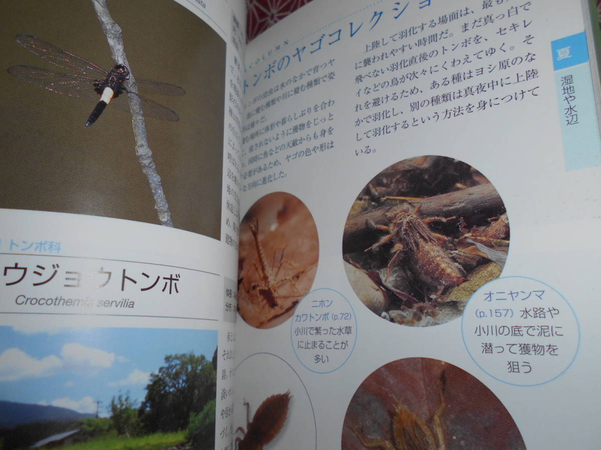 *. mountain. insect hand book * large .. Hara (..)NHK publish ( editing ) new ..( photograph )* many sama .msi. .. nature . remainder .....* little former times out of print book@ might it be 