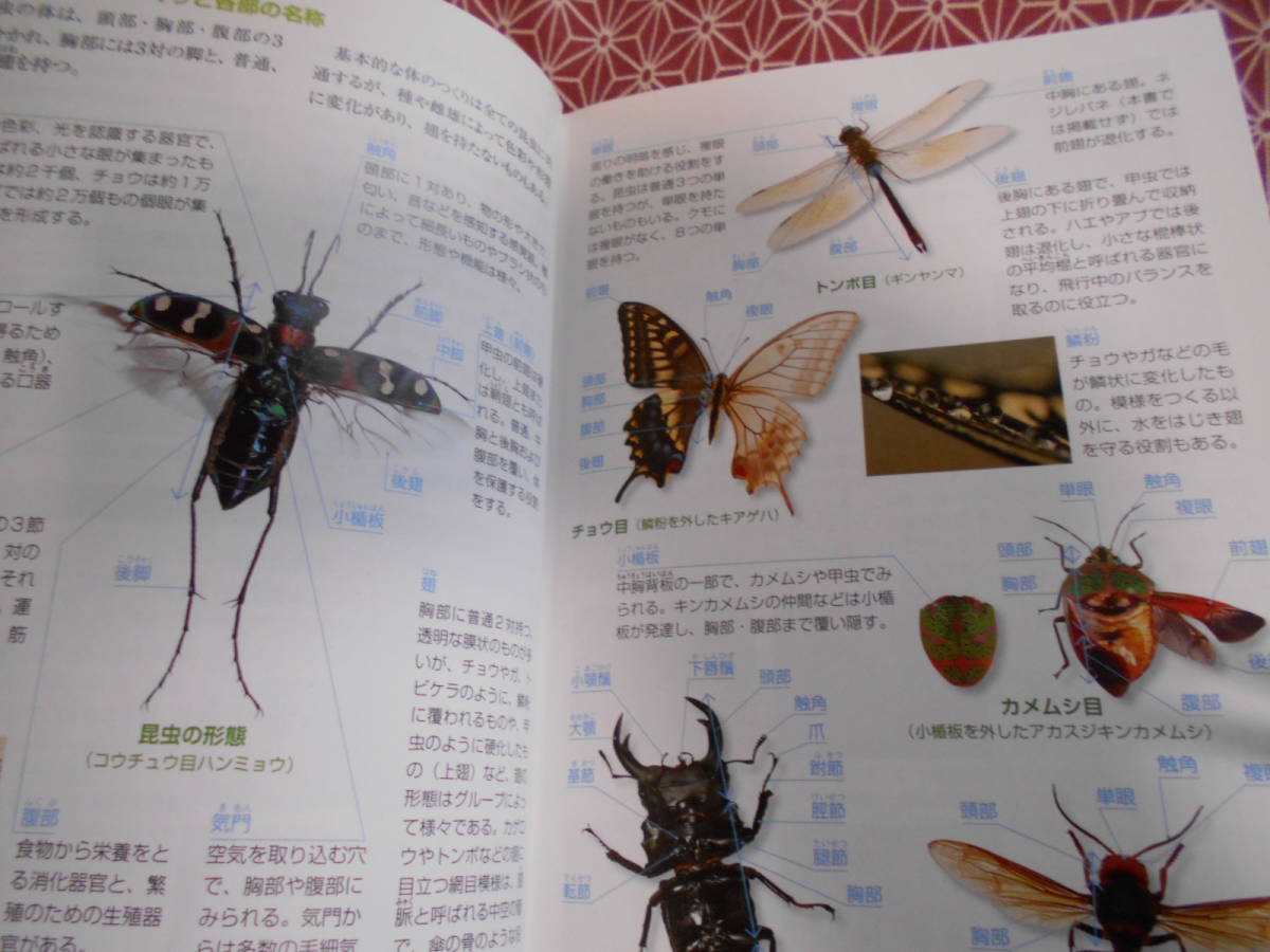 *. mountain. insect hand book * large .. Hara (..)NHK publish ( editing ) new ..( photograph )* many sama .msi. .. nature . remainder .....* little former times out of print book@ might it be 