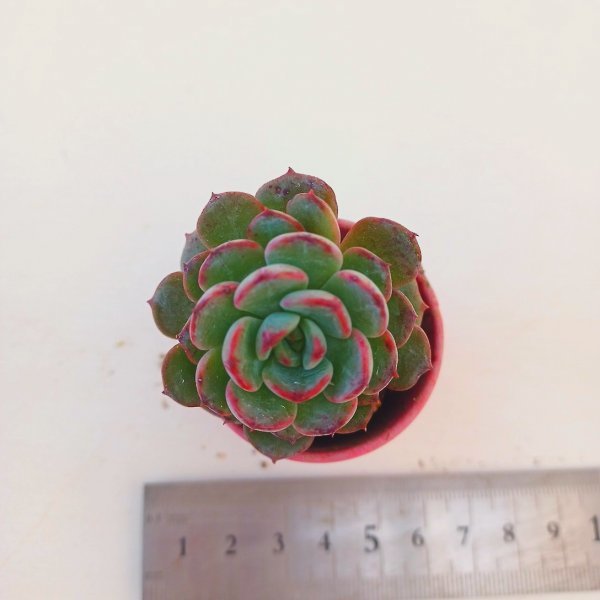 多肉植物專用出品人気商品販売価格biocheck.cl