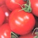 甘い★フルーツトマトの種★１０粒　★同梱可★_画像1