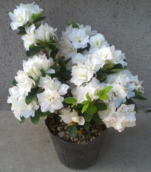  Kurume azalea [ snow ..(yuki button )]12cm pot 