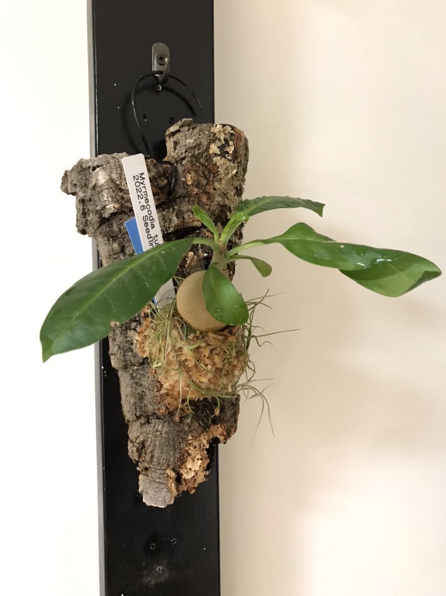 激安人気新品 アリ植物 中株コルク Myrmecodia tuberosa asakusa.sub.jp