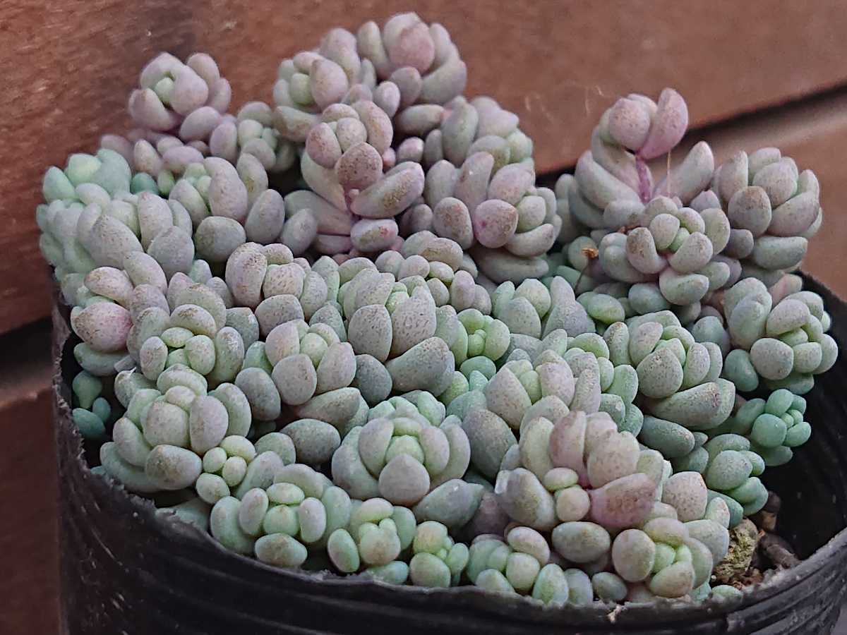 SALE】 多肉植物 セダム もりもりパープルヘイズ 安心根付き発送 zppsu
