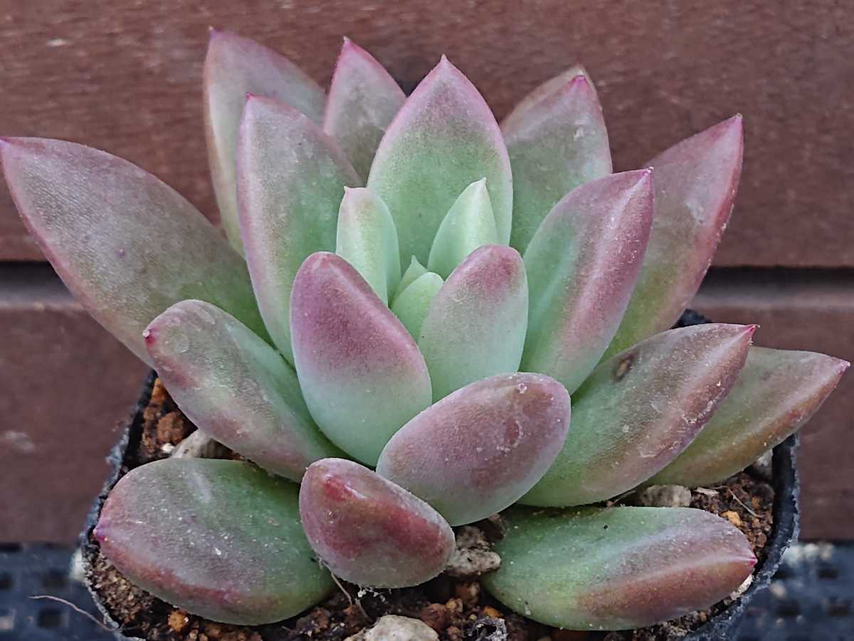 ヤフオク! - アメリエール 多肉植物 エケベリア 抜き苗
