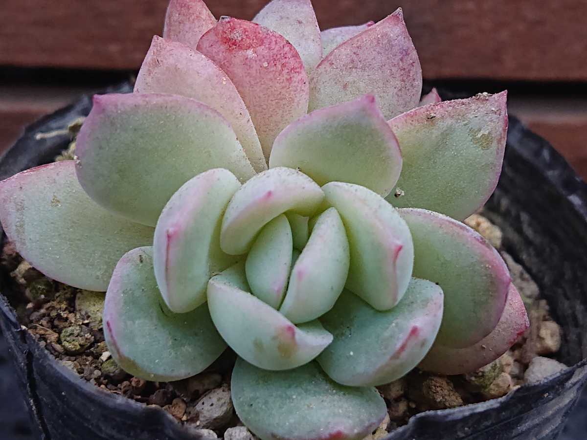 ヤフオク! - ウォーターリリー 多肉植物 エケベリア 抜き苗