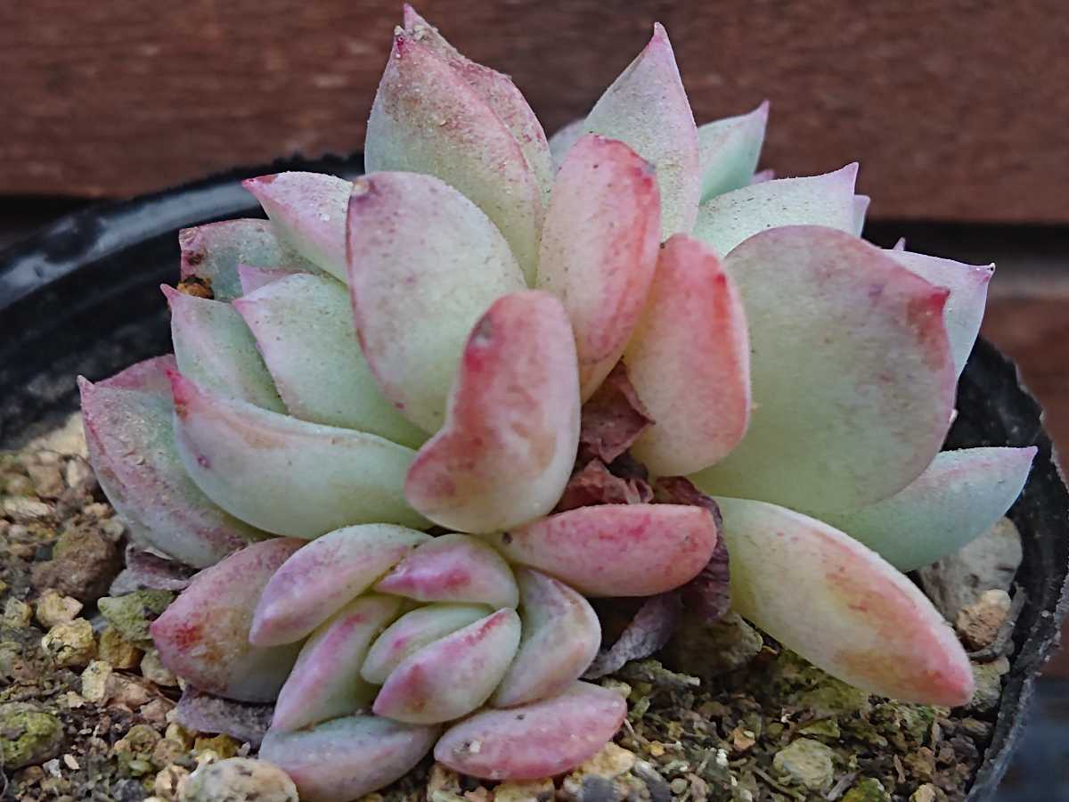 ヤフオク! - ウォーターリリー 多肉植物 エケベリア 抜き苗