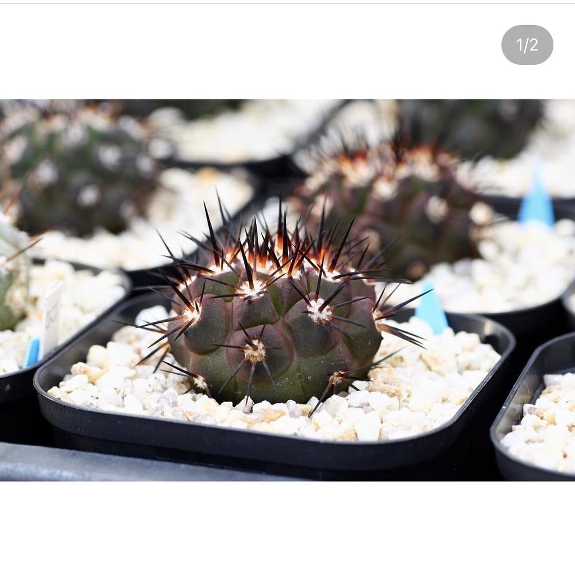 Yahoo!オークション - 斧守火 自家採取種子 5粒+α Copiapoa Yahoo!オークション - 斧守火 自家採取種子 5粒+α Copiapoa