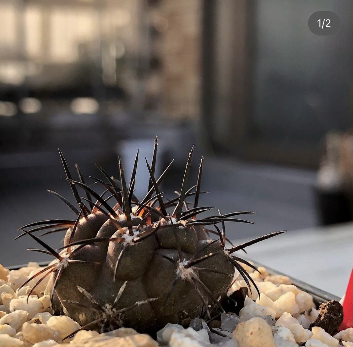 Yahoo!オークション - 斧守火 自家採取種子 5粒+α Copiapoa Yahoo!オークション - 斧守火 自家採取種子 5粒+α Copiapoa