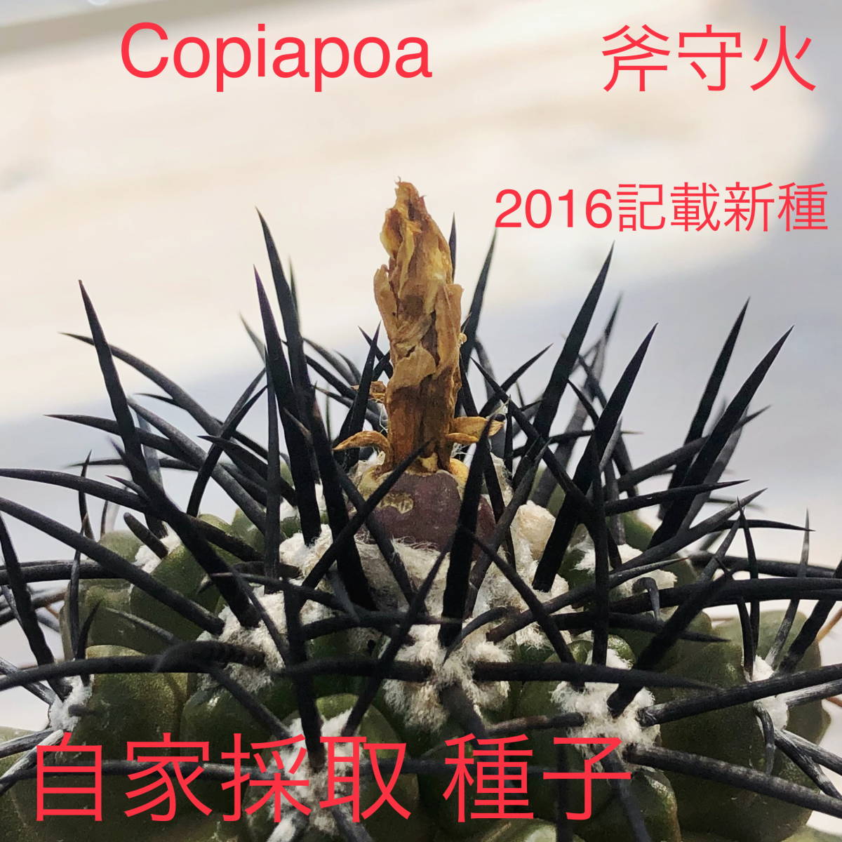 Yahoo!オークション - 斧守火 自家採取種子 5粒+α Copiapoa Yahoo!オークション - 斧守火 自家採取種子 5粒+α Copiapoa