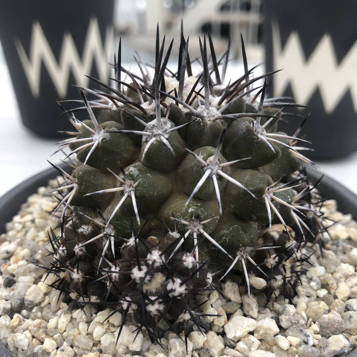 Yahoo!オークション - 斧守火 自家採取種子 5粒+α Copiapoa Yahoo!オークション - 斧守火 自家採取種子 5粒+α Copiapoa