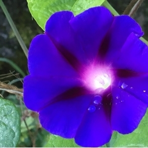 春まき花の種 中国の朝顔 30粒 濃い青色の花が魅力 一年草 中古 のヤフオク落札情報 春まき花の種 中国の朝顔 30粒 濃い青色の花が魅力 一年草 中古 のヤフオク落札情報