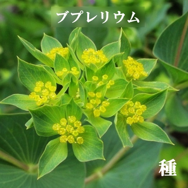 ヤフオク 寒地 寒冷地向き 春まき花の種 ブプレリウム ヤフオク 寒地 寒冷地向き 春まき花の種 ブプレリウム