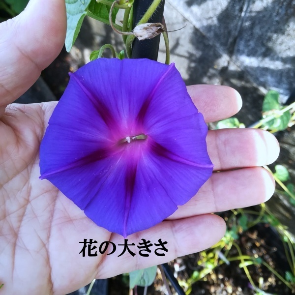 春まき花の種 中国の朝顔 30粒 濃い青色の花が魅力 一年草 中古 のヤフオク落札情報 春まき花の種 中国の朝顔 30粒 濃い青色の花が魅力 一年草 中古 のヤフオク落札情報