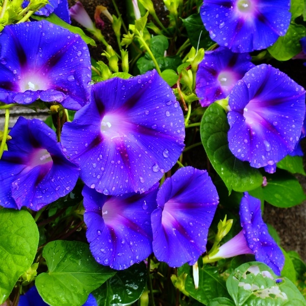 春まき花の種 中国の朝顔 30粒 濃い青色の花が魅力 一年草 中古 のヤフオク落札情報 春まき花の種 中国の朝顔 30粒 濃い青色の花が魅力 一年草 中古 のヤフオク落札情報
