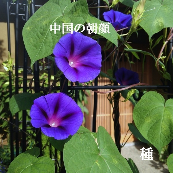 春まき花の種 中国の朝顔 30粒 濃い青色の花が魅力 一年草 中古 のヤフオク落札情報 春まき花の種 中国の朝顔 30粒 濃い青色の花が魅力 一年草 中古 のヤフオク落札情報