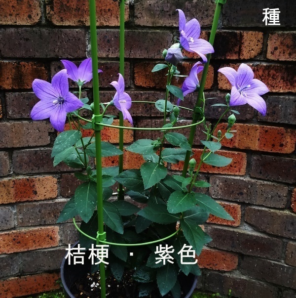 ヤフオク 春まき花の種 桔梗3色セット 紫色 絞り咲き ヤフオク 春まき花の種 桔梗3色セット 紫色 絞り咲き