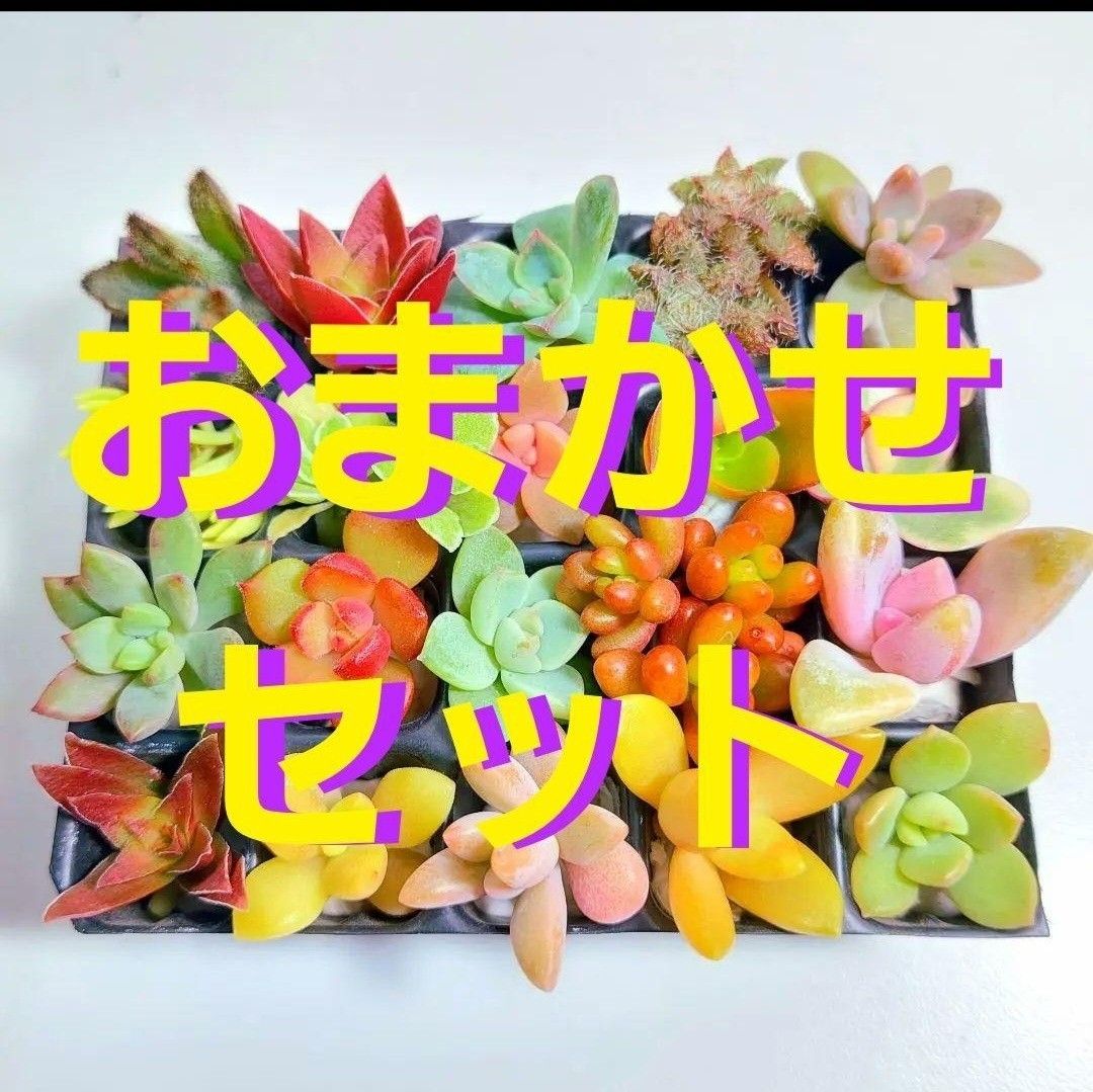 オンラインストアクーポン ここたん様専用 www.mtsn1llg.sch.id