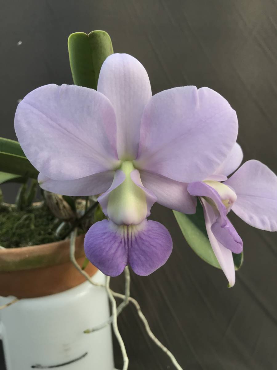 Yahoo!オークション - 洋蘭原種洋蘭 ST-182 C.walkeriana Yahoo!オークション - 洋蘭原種洋蘭 ST-182 C.walkeriana