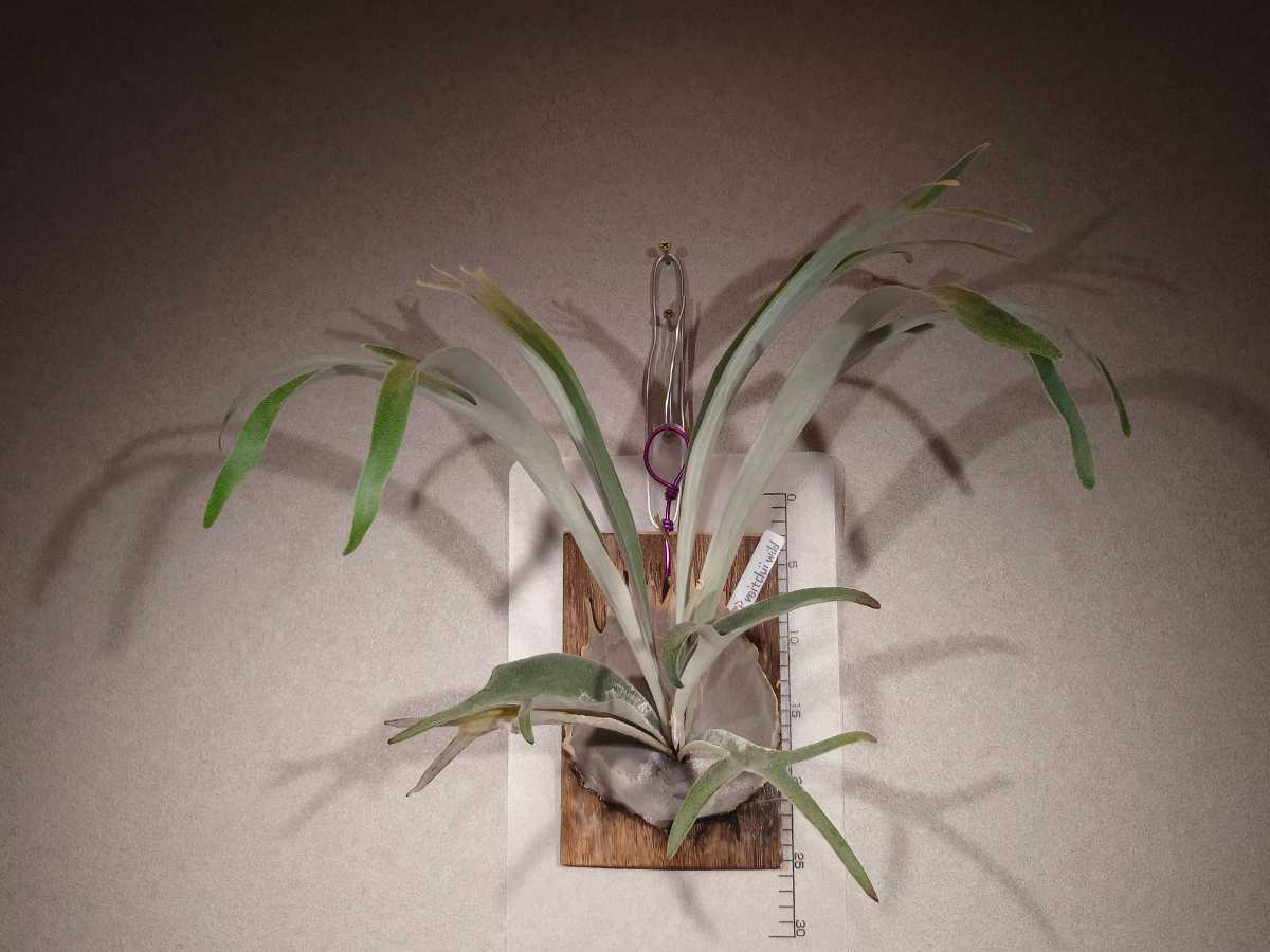 最終値引き【wild由来】P.veitchii wild ビカクシダ♯3 植物/観葉植物 当店オススメ
