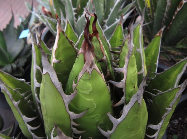 ヤフオク! - Agave ghiesbreghtii アガベ ジェスブレイティ