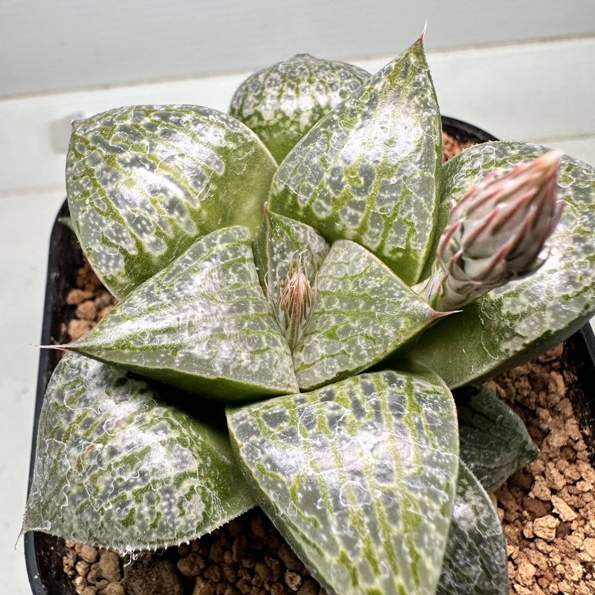 4 ハオルチア 多肉植物【実生未繁殖】 www.lram-fgr.ma