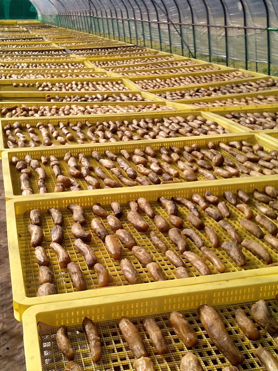全国 茨城県産 干し芋 木小屋のほしいも 紅はるか 丸干し 2kg 完全天