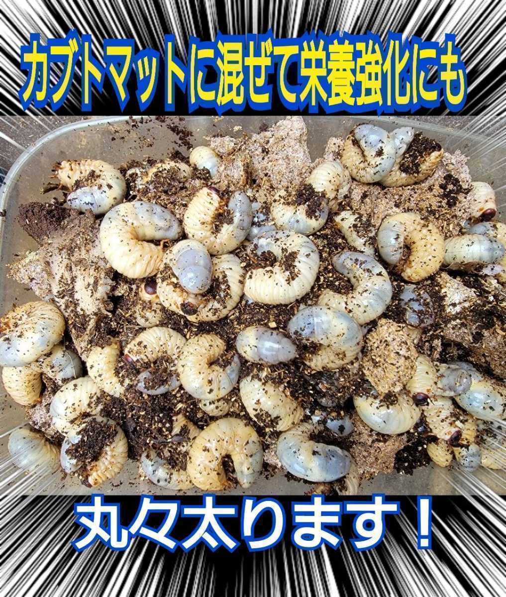 クワガタの産卵木の埋め込みにどうぞ！　無添加クヌギ100％朽木粉砕マット【10L】　自然の栄養素たっぷり　自分で発酵マットを作る原料にも_画像10