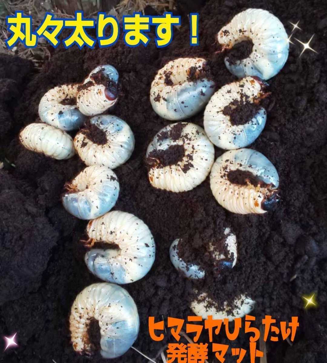 改良版】雑虫、コバエが湧かなく使いやすい!ヒマラヤひらたけ発酵