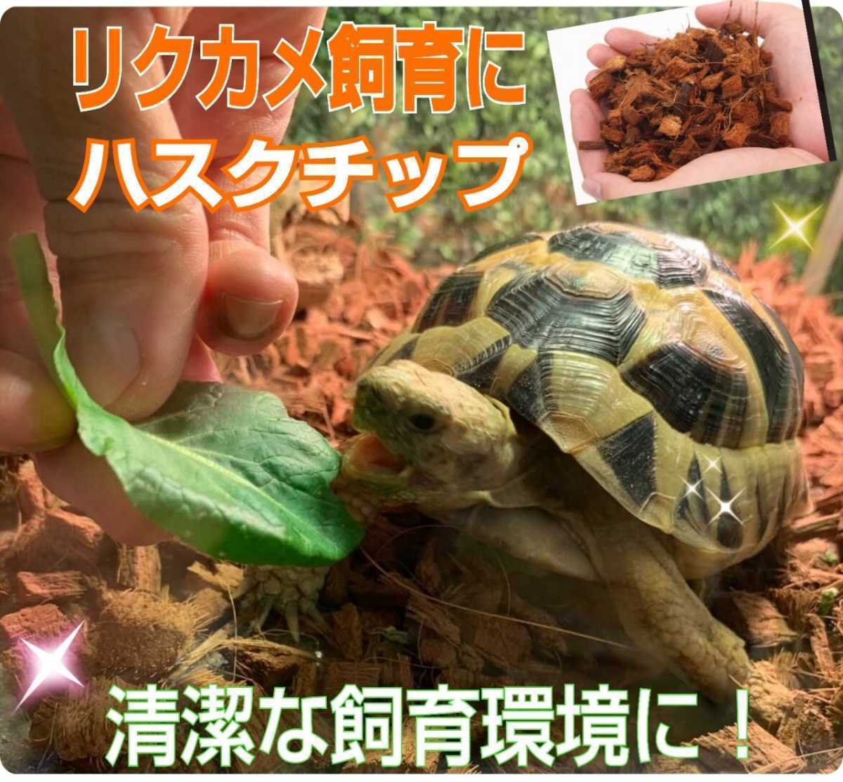 カブトムシの転倒防止に最適なマット　成虫管理用ハスクチップ☆5リットル袋☆厳選した良質な天然素材100％ 消臭・保水性に優れダニ防止に_画像10