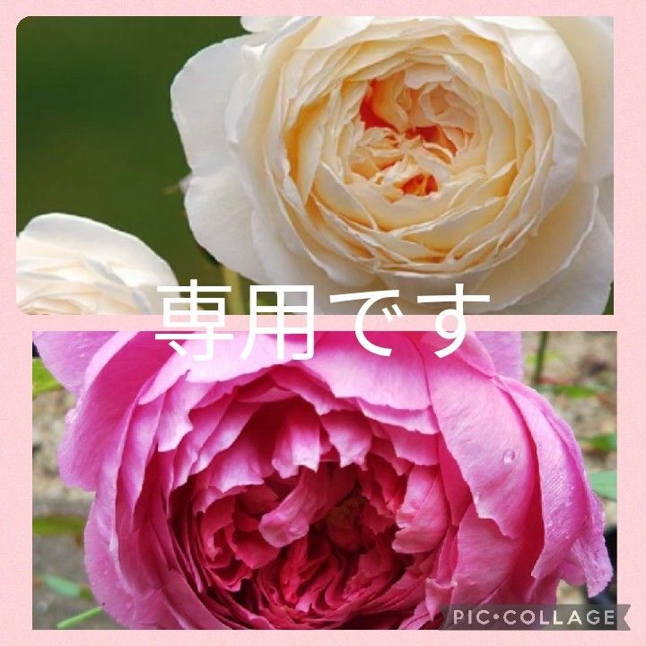 専用です。バラ苗挿し木苗-