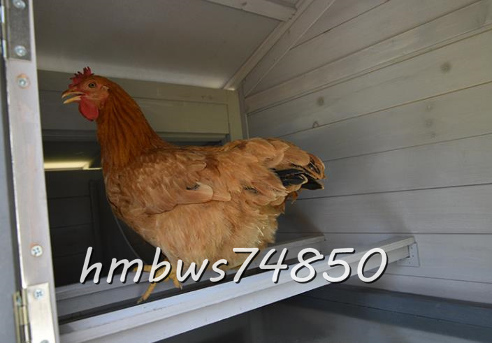  beautiful goods * high quality large chicken small shop . is to small shop wooden pet holiday house house rainproof . corrosion rabbit chicken small shop breeding outdoors .. garden for cleaning easy to do 