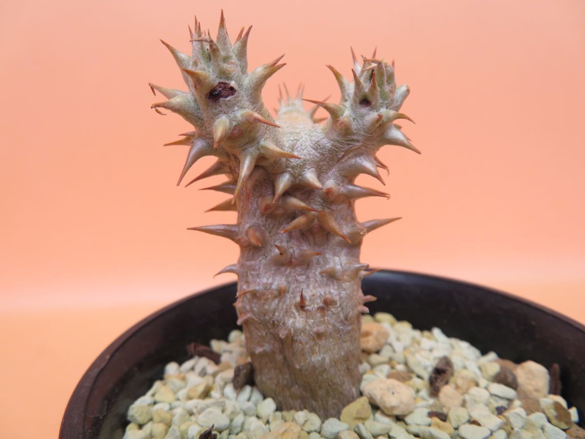 54 Pachypodium bicolor パキポディウム ビカラー サボテン 多肉植物　塊根　コーデックス 塊茎_画像8