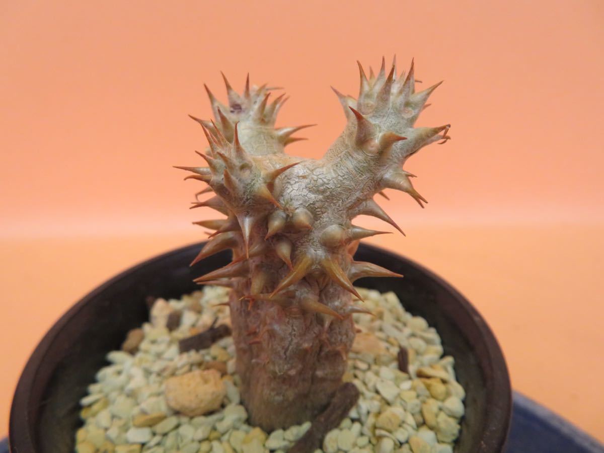 54 Pachypodium bicolor パキポディウム ビカラー サボテン 多肉植物　塊根　コーデックス 塊茎_画像1