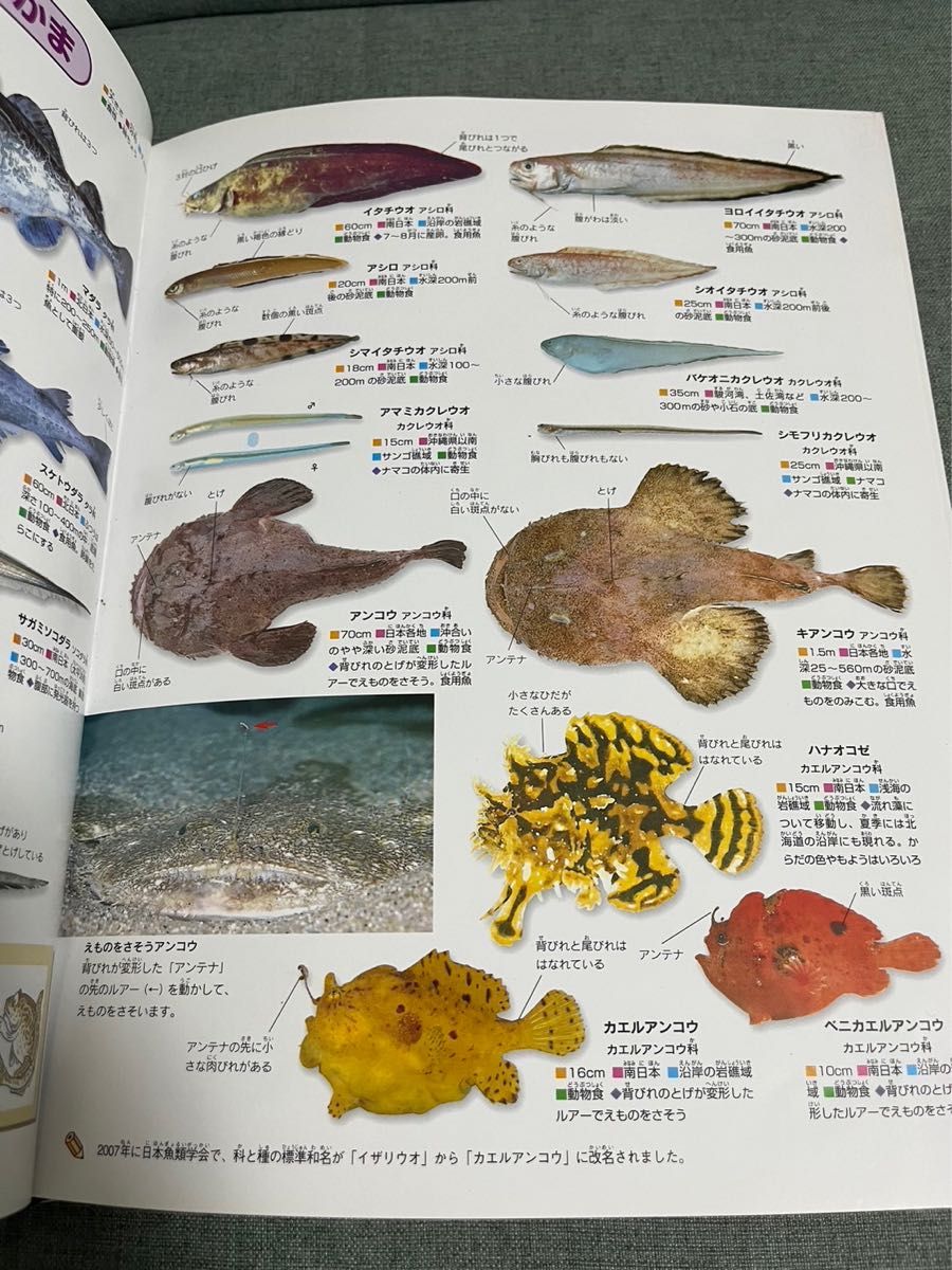 ニューワイド学研の図鑑 魚|Yahoo!フリマ(旧PayPayフリマ) ニューワイド学研の図鑑 魚|Yahoo!フリマ(旧PayPayフリマ)