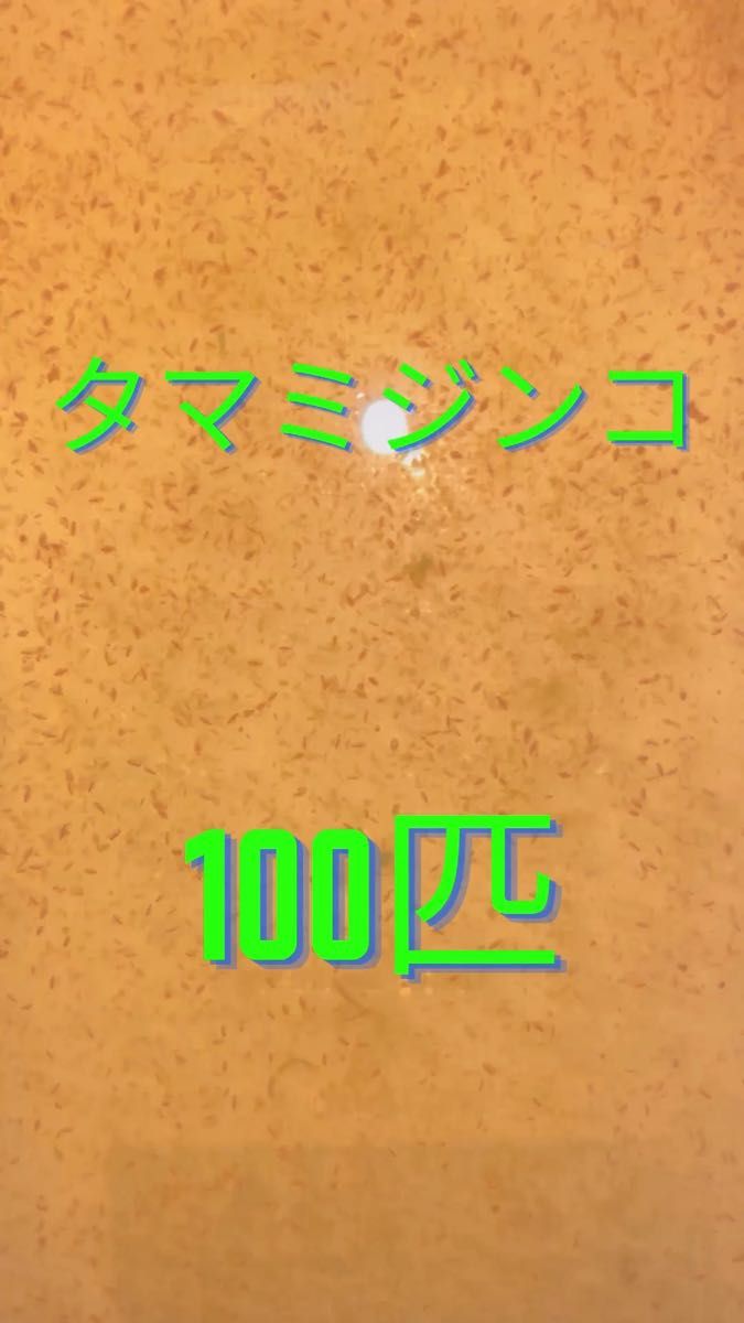 最適な価格 タマミジンコ爆殖装置【ミジンコ爆殖君+7L容器セット】お