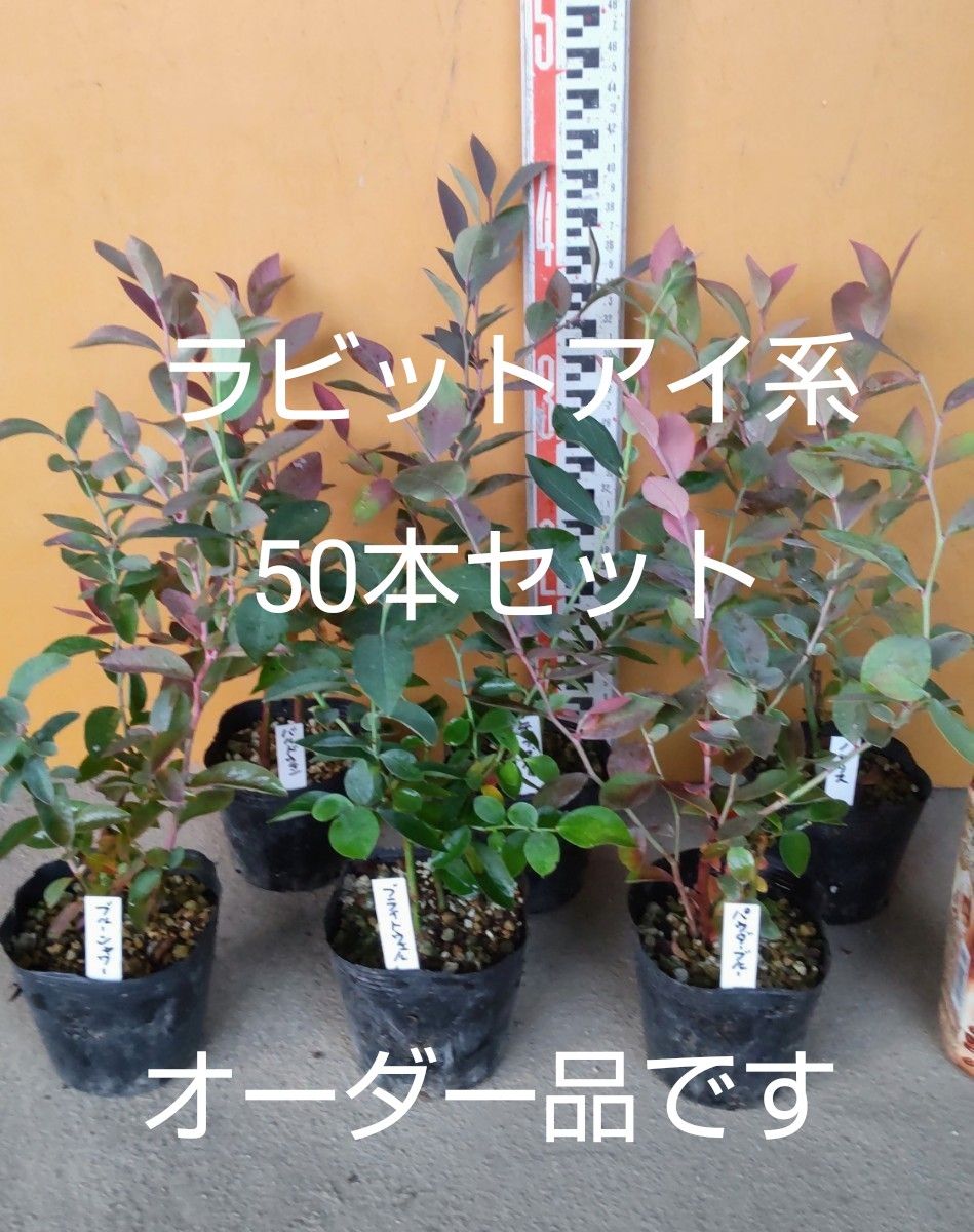 ブルーベリー苗 50本セット(オーダー)｜Yahoo!フリマ（旧PayPayフリマ）
